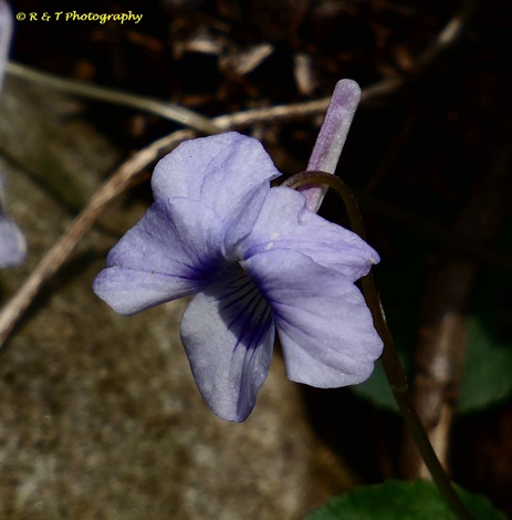 {Viola rostrata}